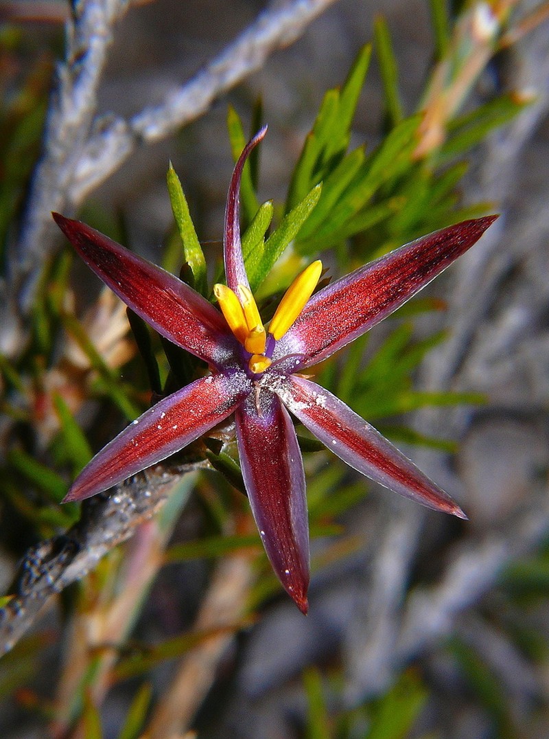 Calectasia valida photo 8