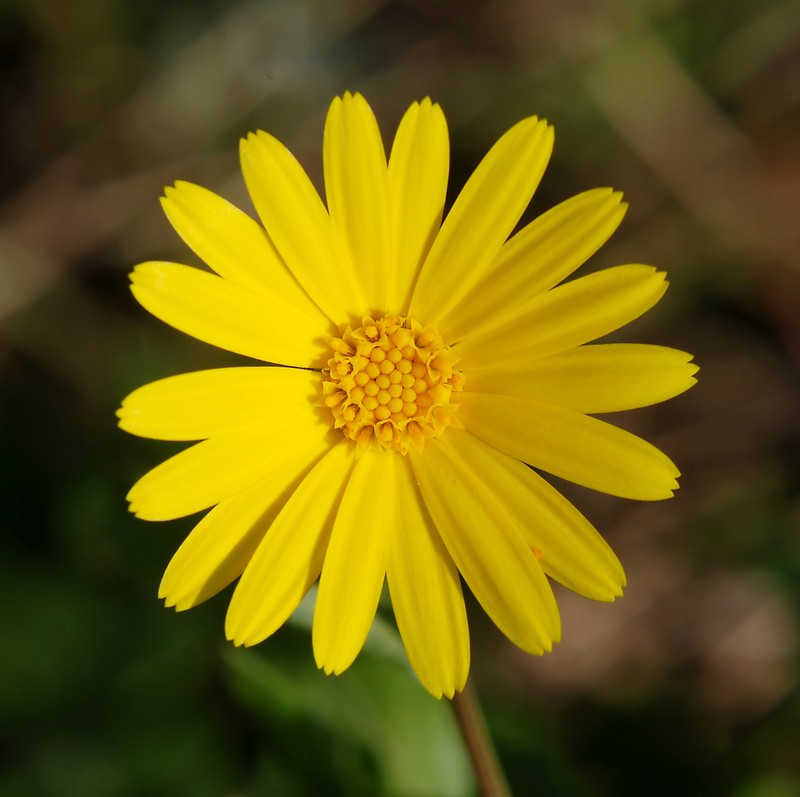Field Marigold photo 3