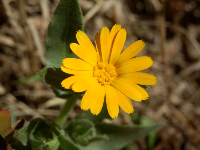 Field Marigold photo 4