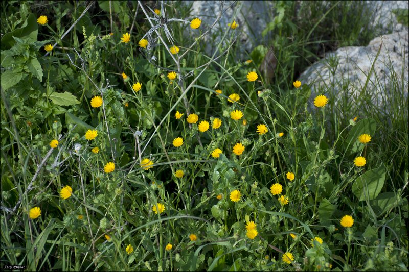 Field Marigold photo 5