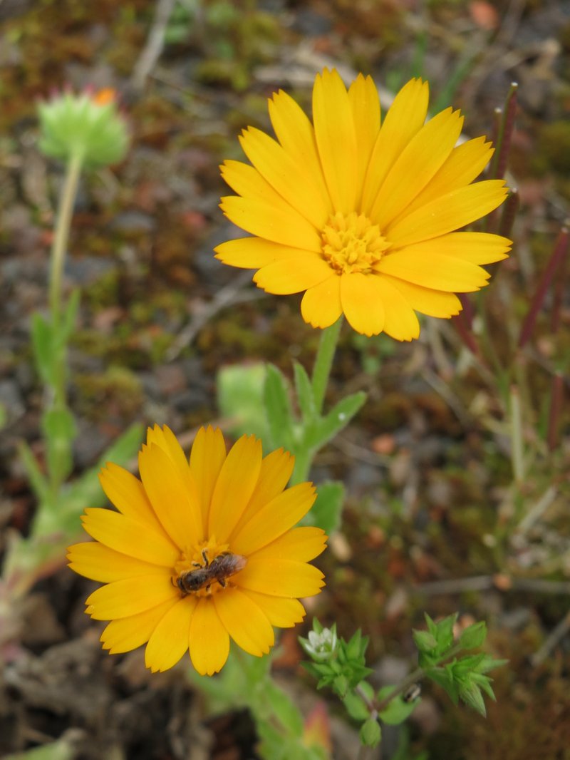 Field Marigold photo 6