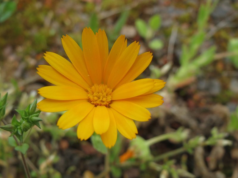 Field Marigold photo 7
