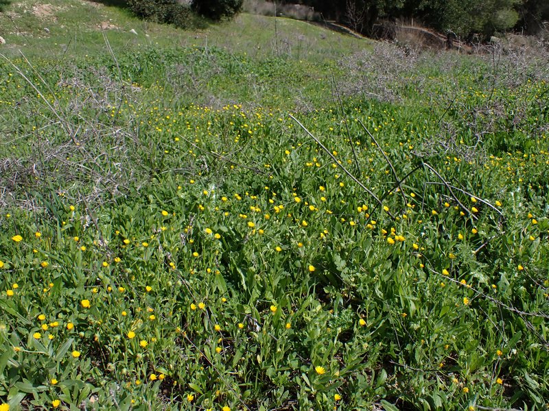 Field Marigold photo 8