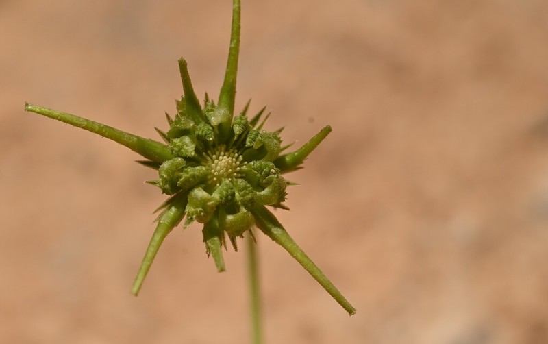 Calendula maroccana