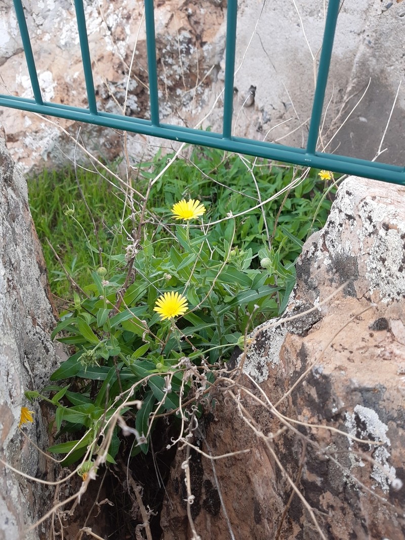 Calendula maroccana photo 2