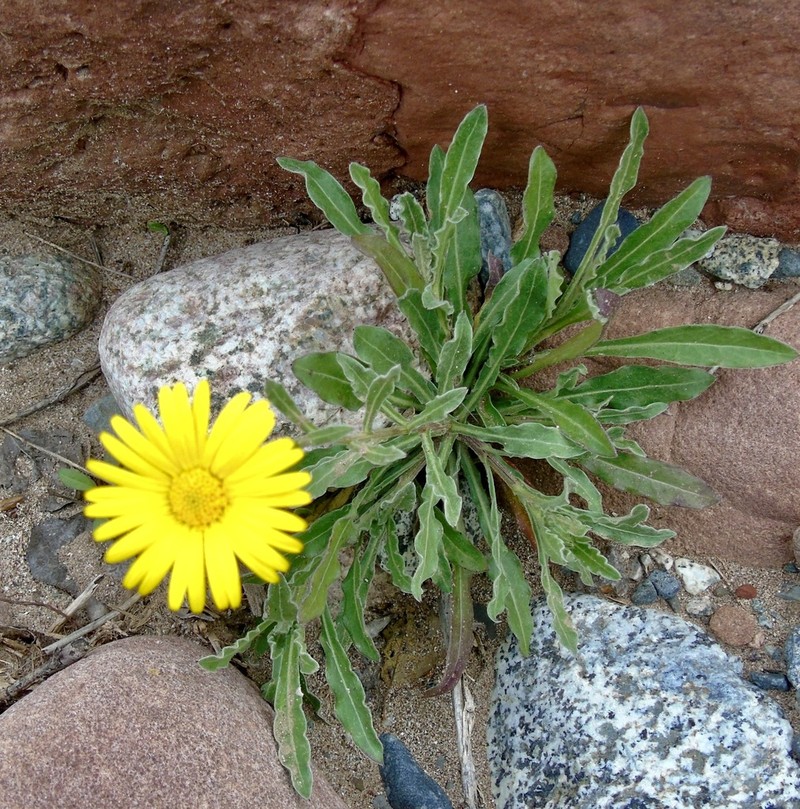 Calendula maroccana photo 3