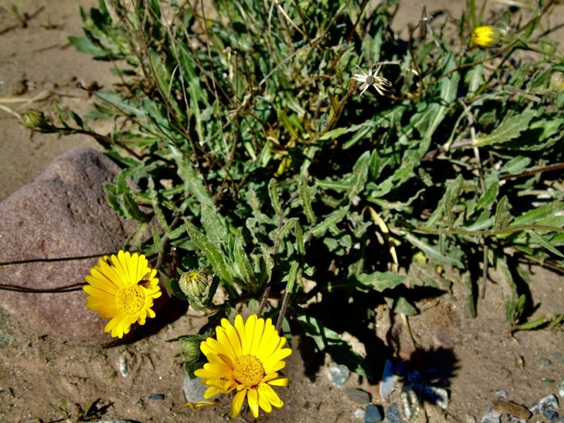 Calendula maroccana photo 4
