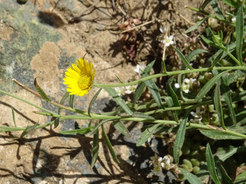 Calendula maroccana photo 5