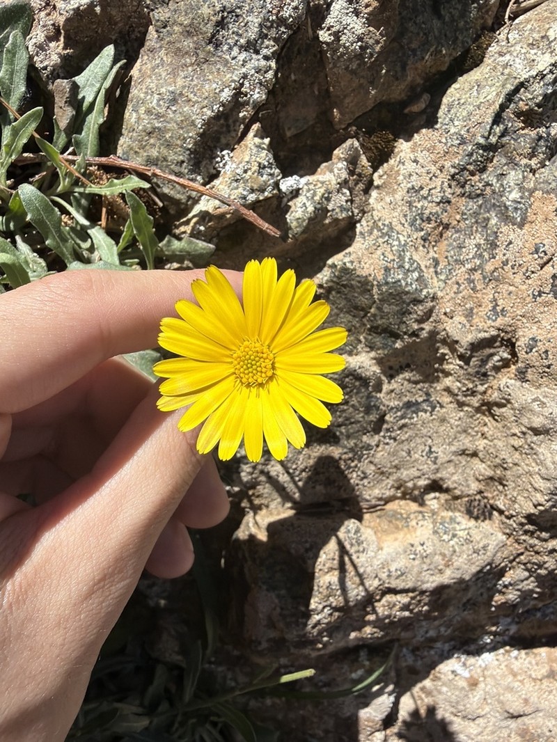 Calendula maroccana photo 6