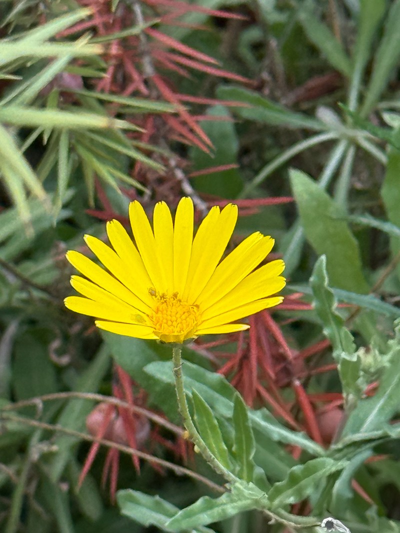 Calendula maroccana photo 7
