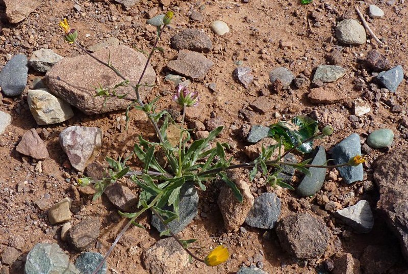 Calendula maroccana photo 8