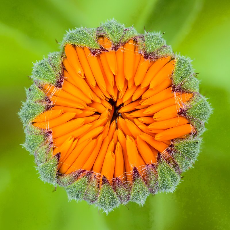 Pot Marigold photo 2