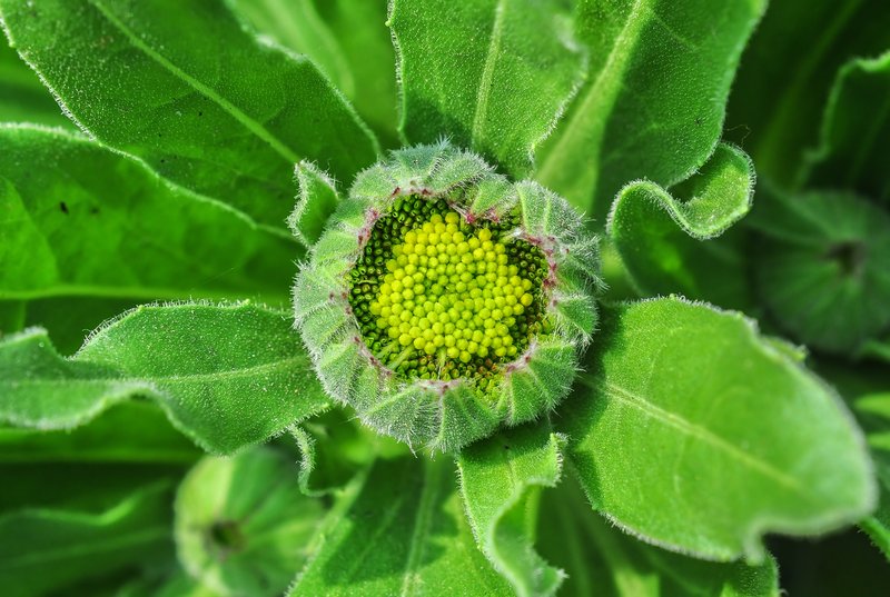 Pot Marigold photo 3