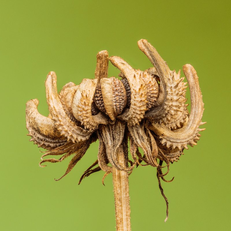 Pot Marigold photo 4