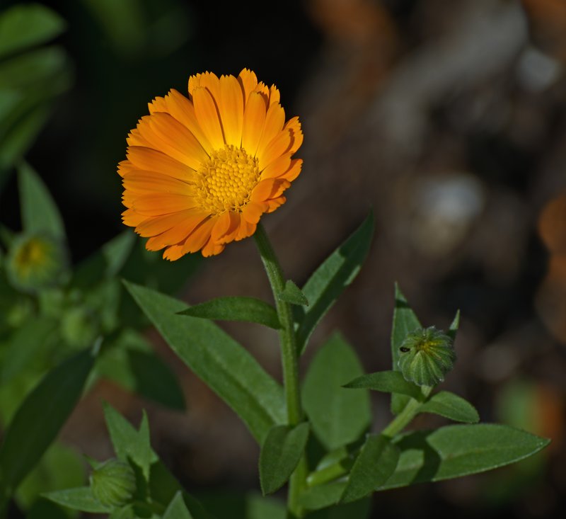 Pot Marigold photo 5