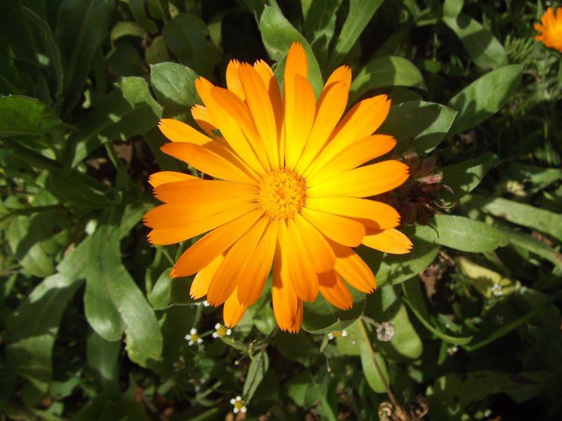 Pot Marigold photo 6