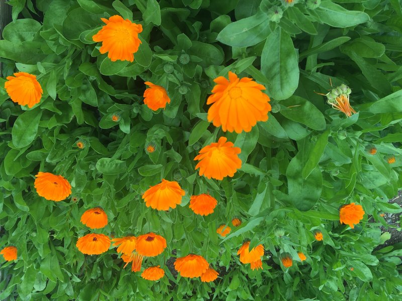 Pot Marigold