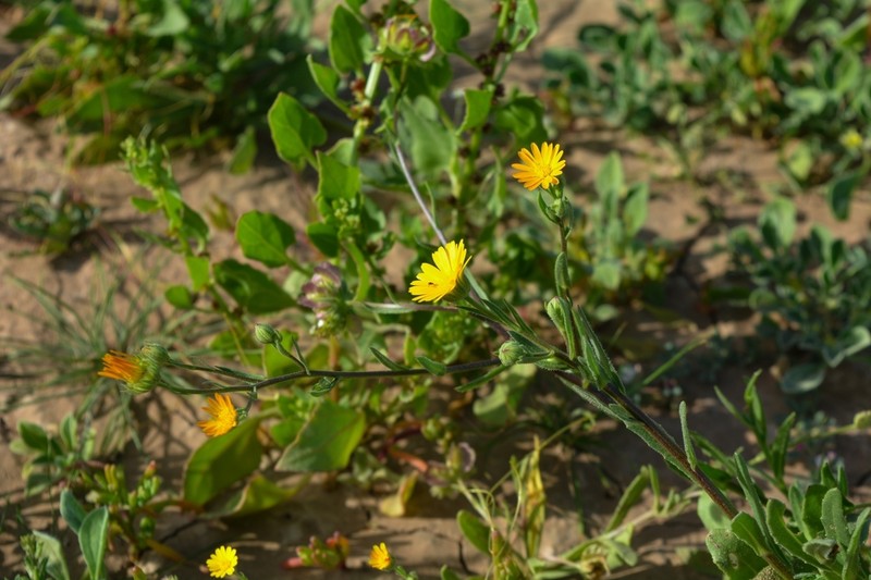 Calendula ricardoi photo 2