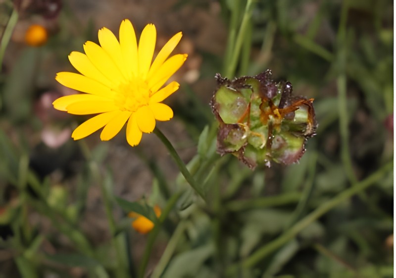 Calendula ricardoi