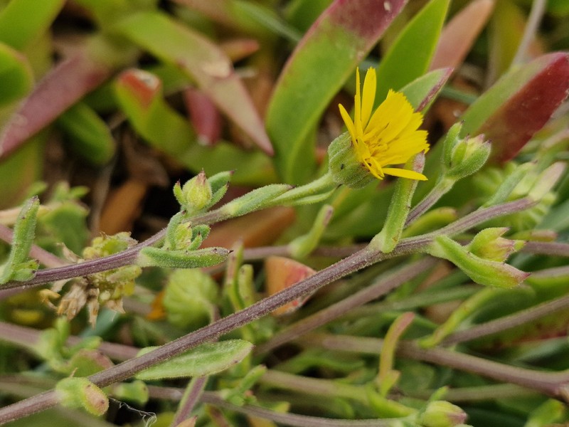 Calendula suffruticosa subsp. algarbiensis