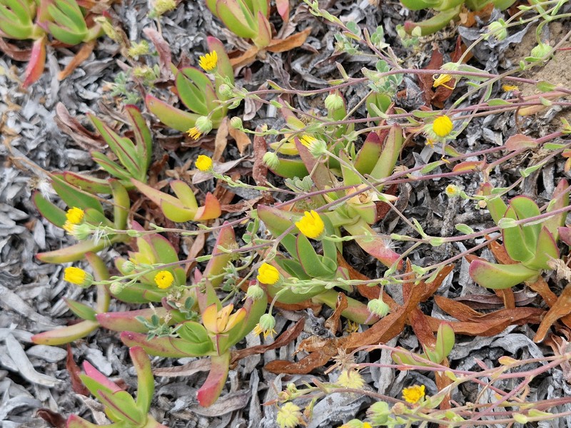 Calendula suffruticosa subsp. algarbiensis photo 2