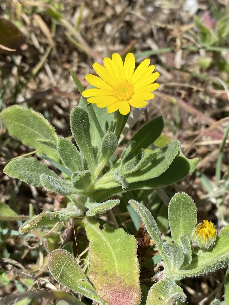 Calendula suffruticosa subsp. algarbiensis photo 3