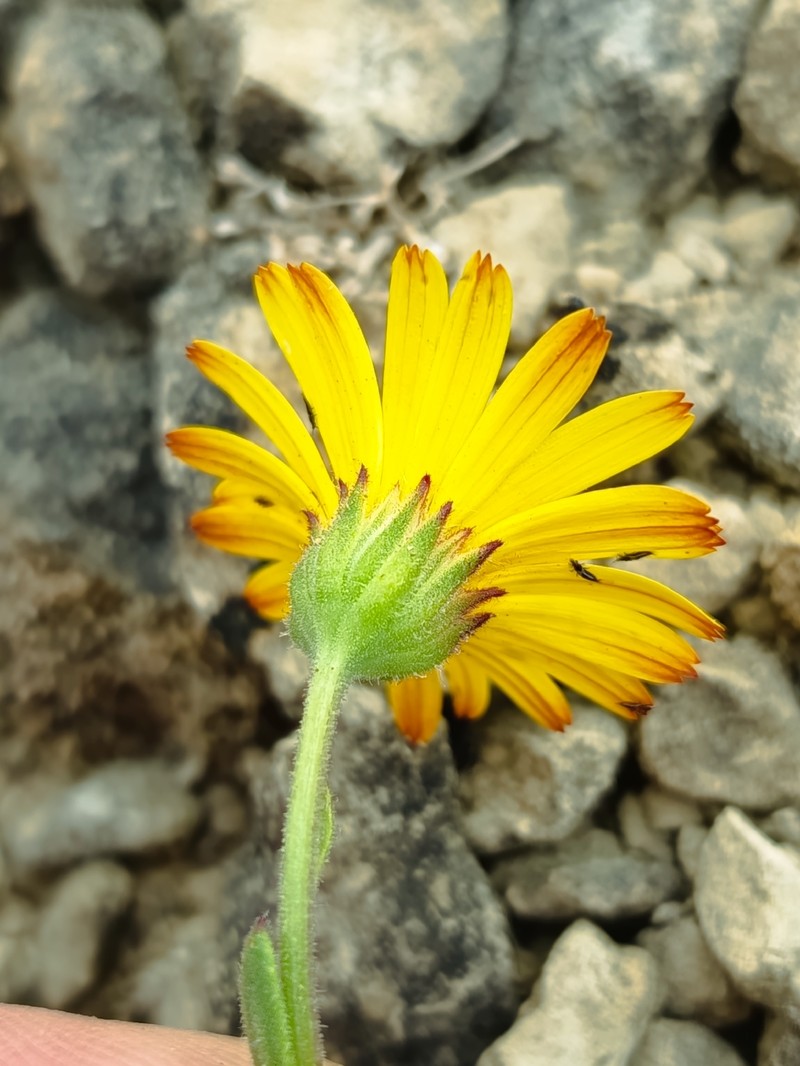 Calendula suffruticosa subsp. algarbiensis photo 4