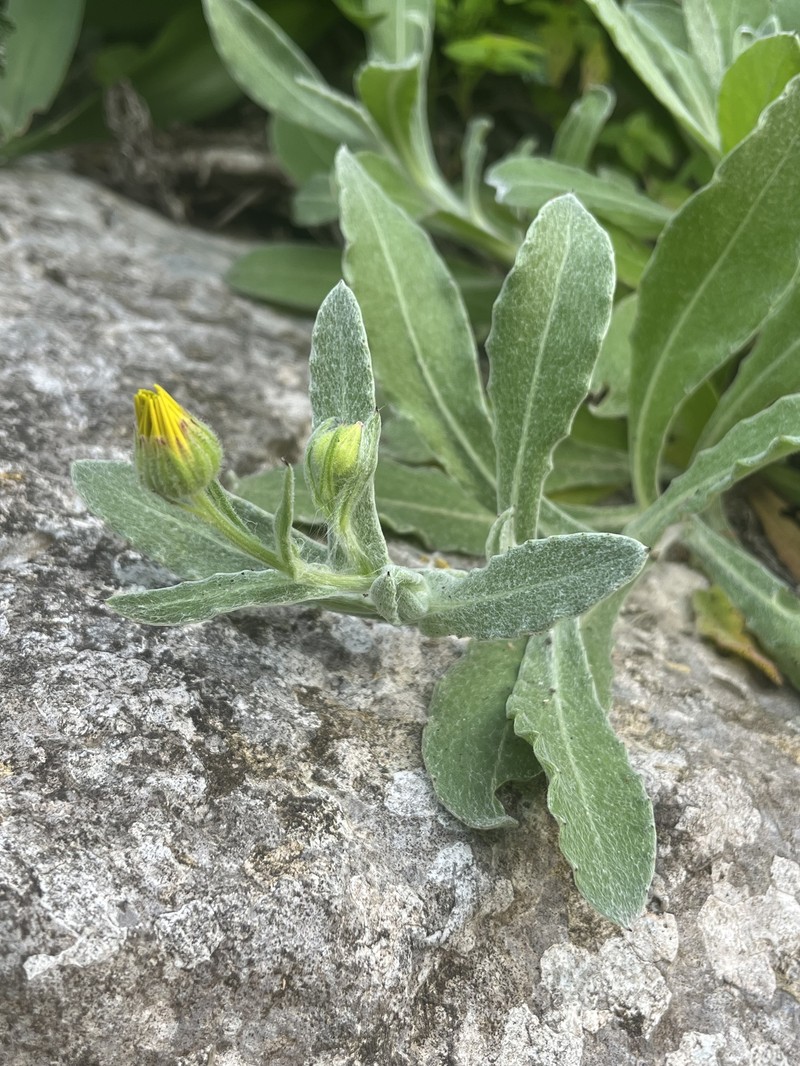Calendula suffruticosa subsp. marginata