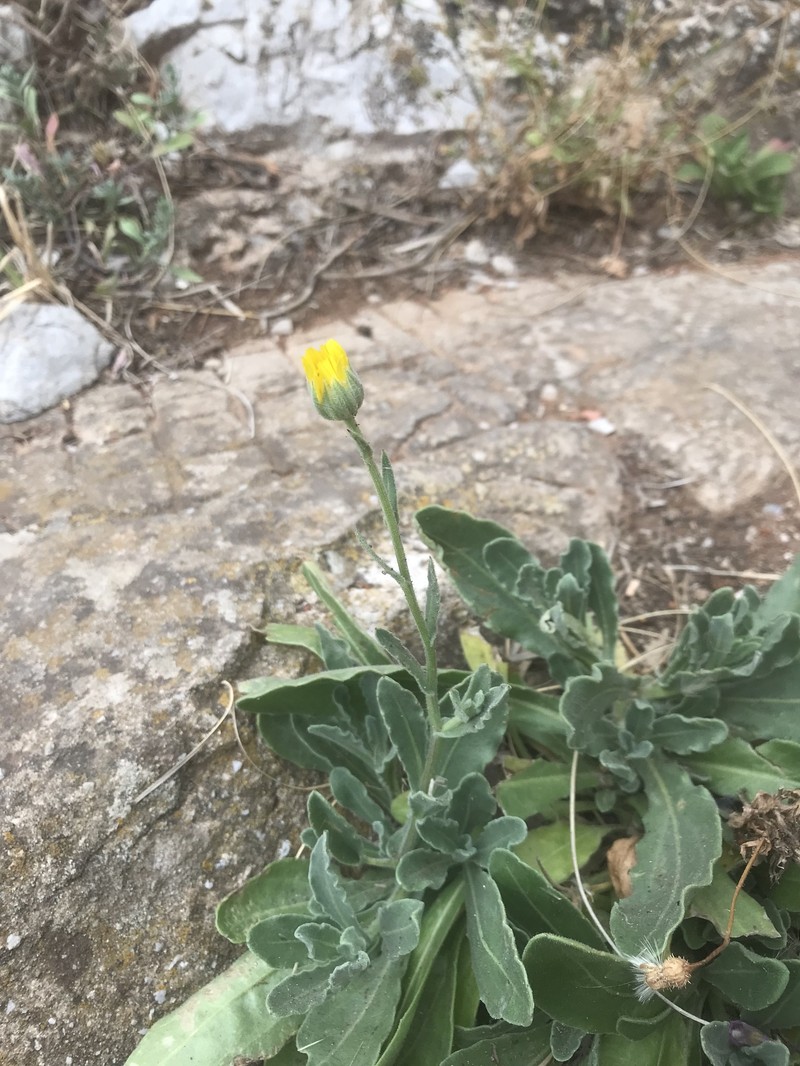 Calendula suffruticosa subsp. marginata photo 2