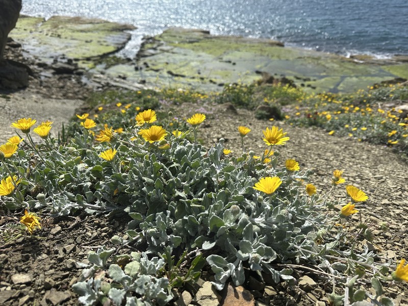 Calendula suffruticosa subsp. tomentosa photo 2