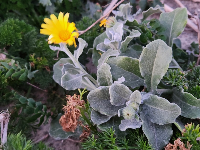 Calendula suffruticosa subsp. tomentosa photo 3
