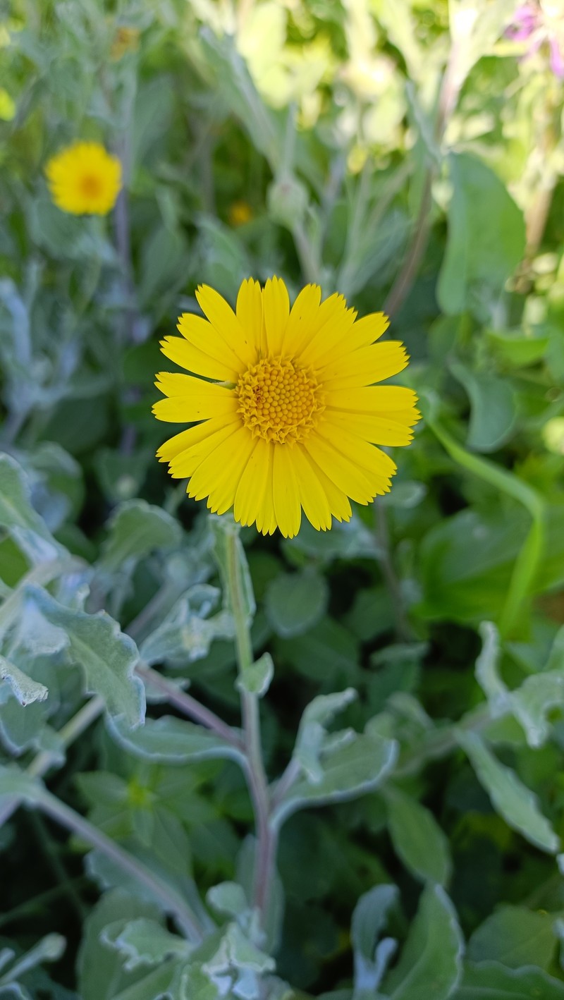 Calendula suffruticosa subsp. tomentosa photo 4