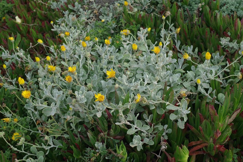 Calendula suffruticosa subsp. tomentosa photo 5
