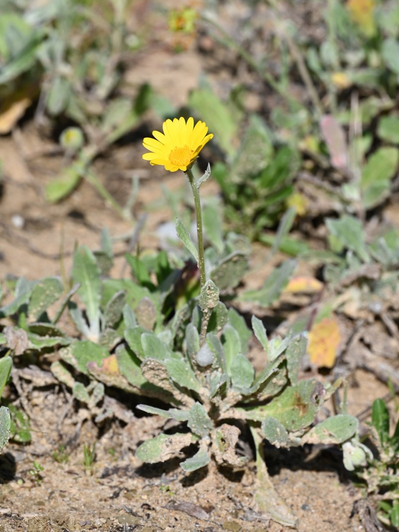 Calendula suffruticosa subsp. tomentosa