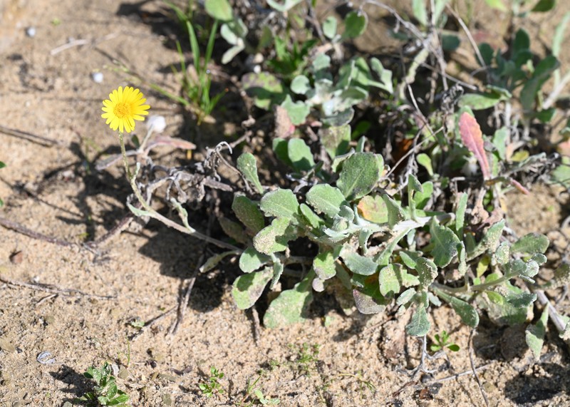 Calendula suffruticosa subsp. tomentosa photo 6