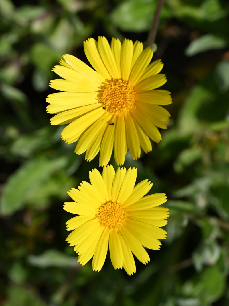 Calendula suffruticosa subsp. tomentosa photo 7