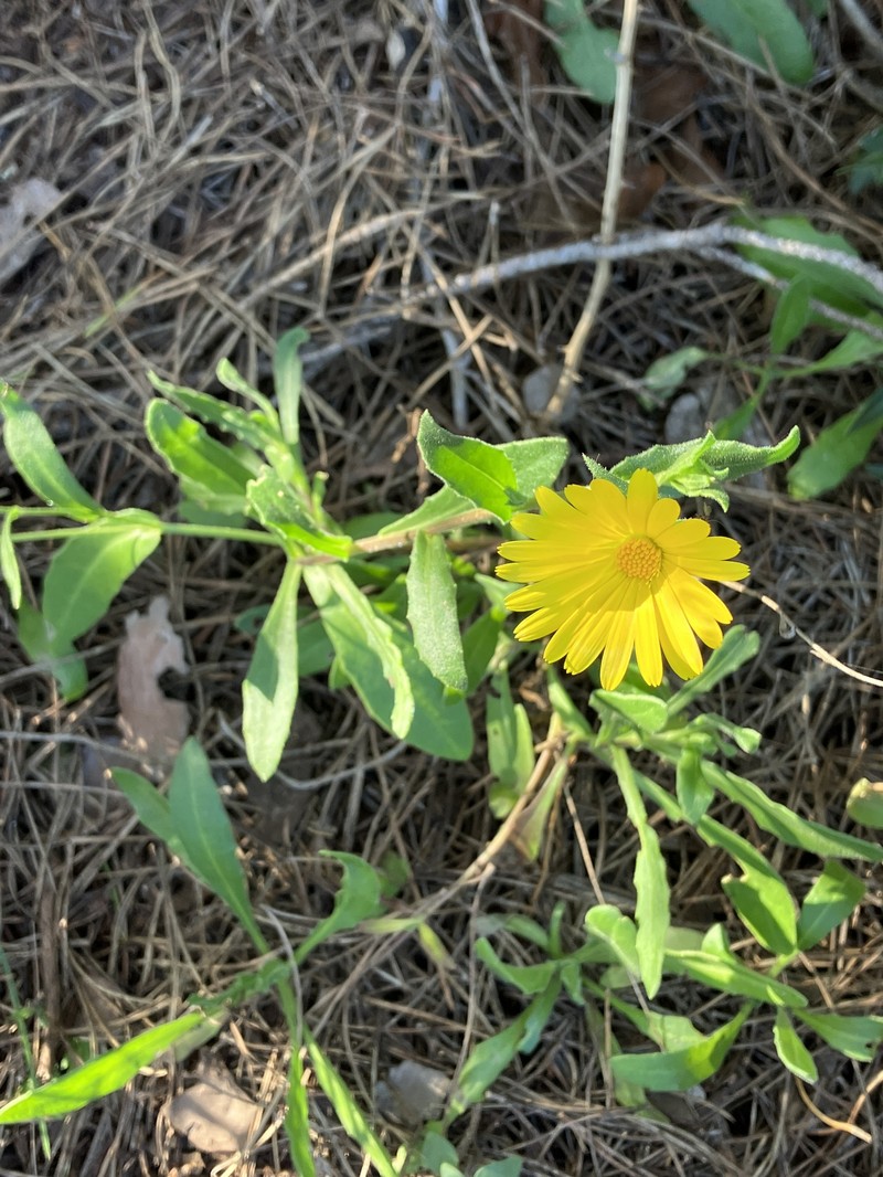 Calendula suffruticosa subsp. trialata