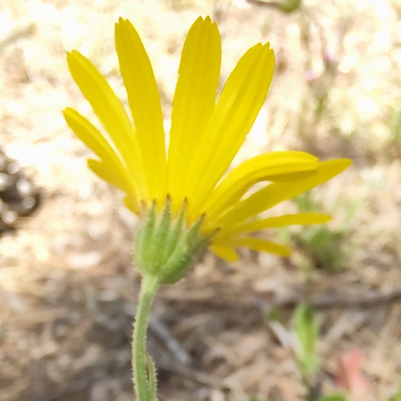 Calendula suffruticosa subsp. trialata photo 2