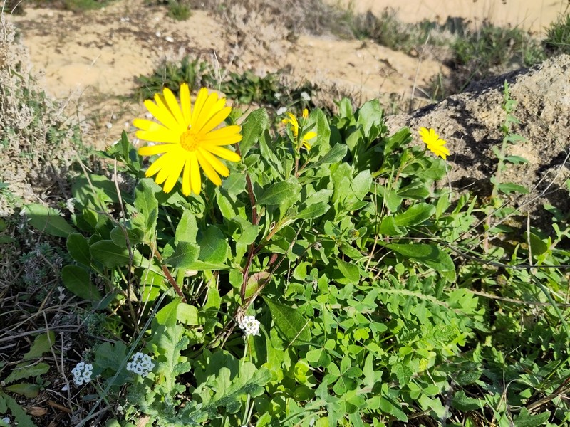 Calendula suffruticosa subsp. trialata photo 3