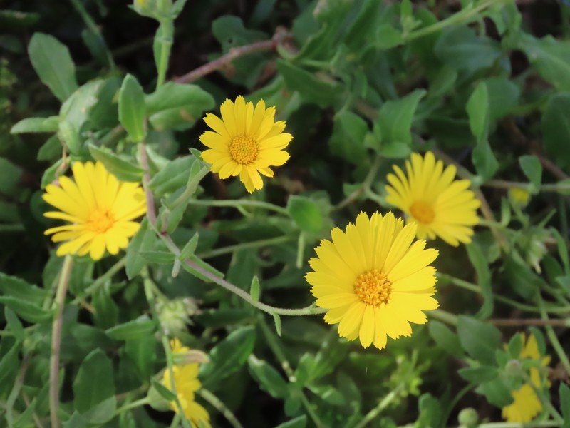 Calendula suffruticosa subsp. trialata photo 4