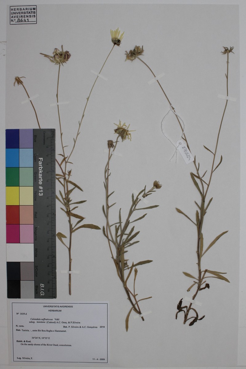 Calendula suffruticosa subsp. tunetana