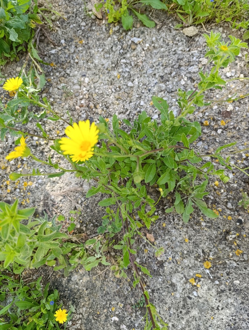 Calendula suffruticosa subsp. vejerensis