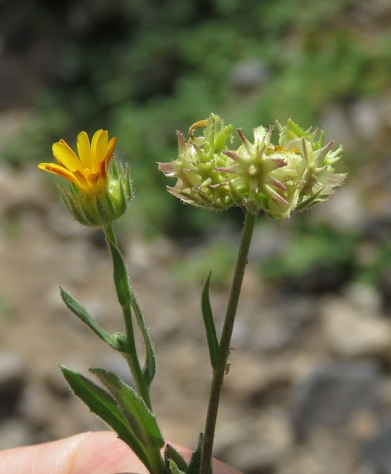 Calendula sventenii photo 3
