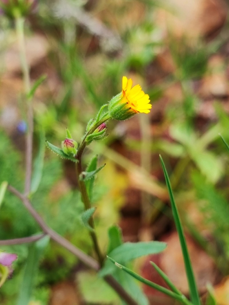 Calendula sventenii photo 5