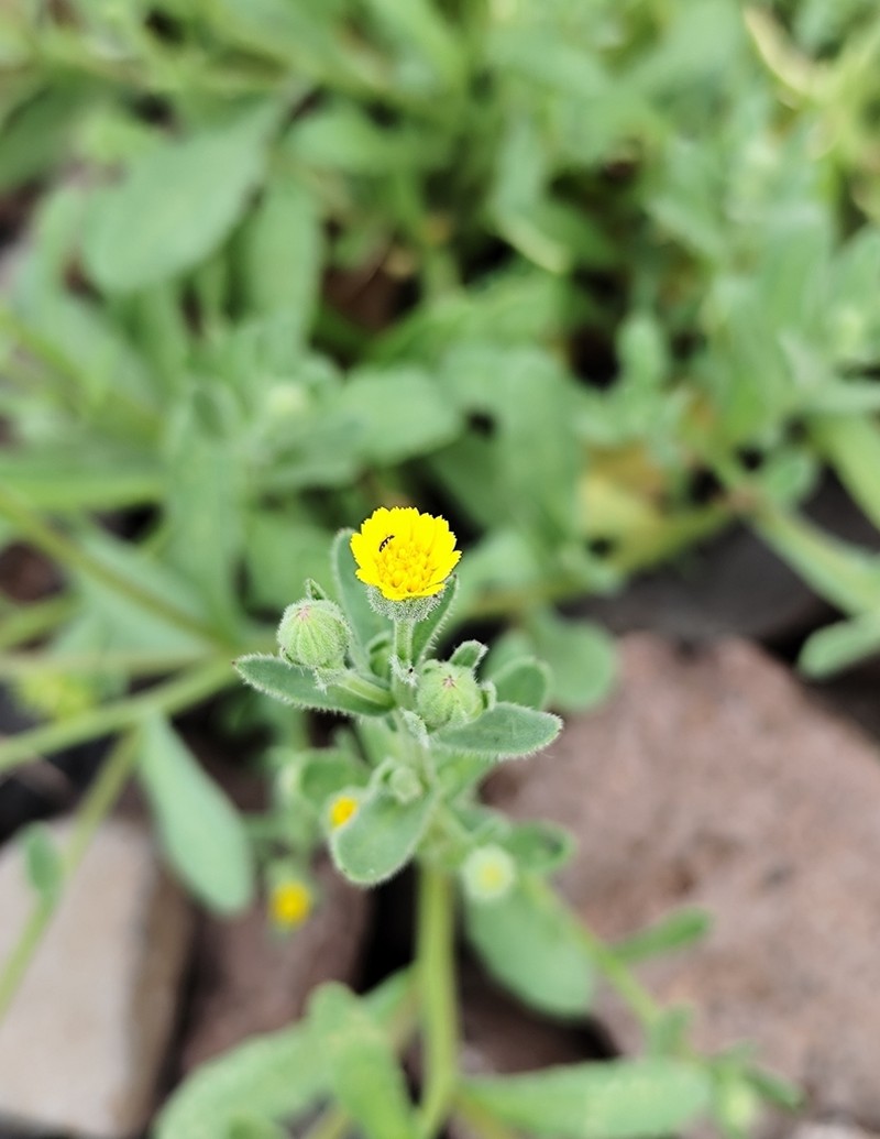 Calendula sventenii photo 6