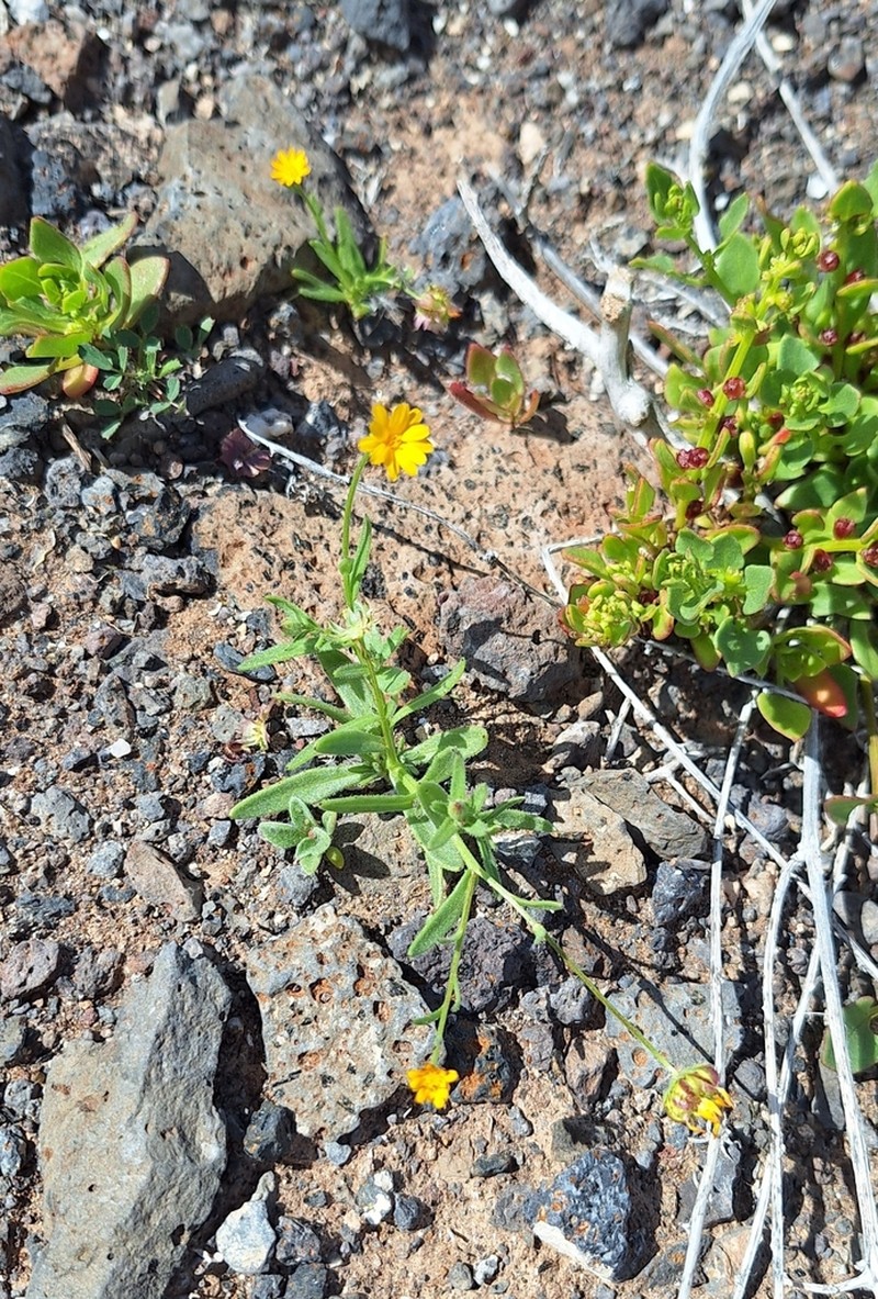 Calendula sventenii photo 7