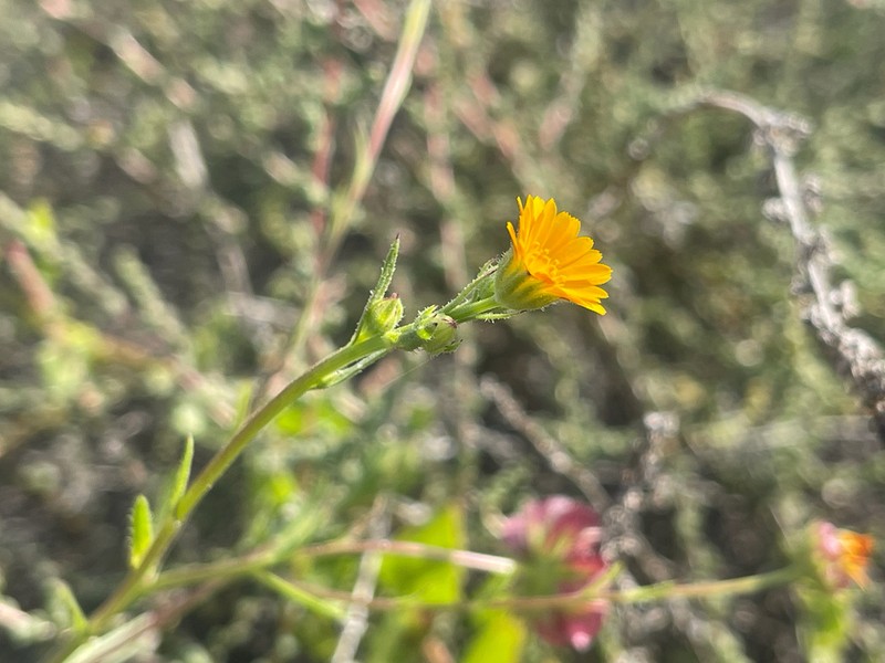 Calendula sventenii photo 8