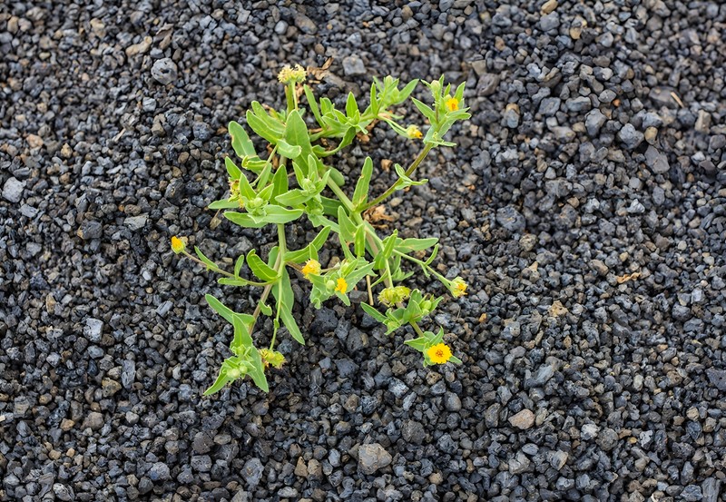 Calendula sventenii