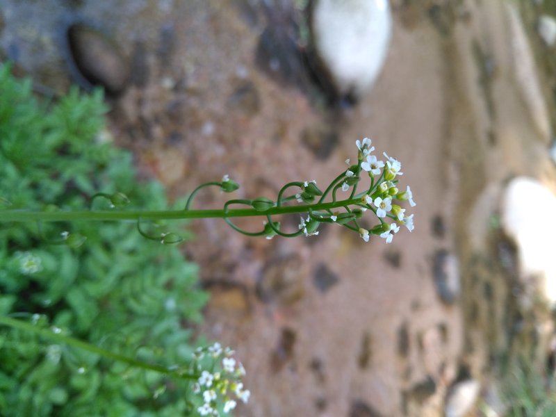 White Ballmustard photo 2