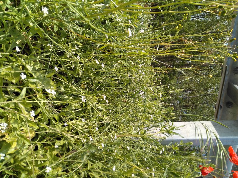 White Ballmustard photo 3